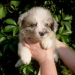 Finley-male-Border-Collie-puppy-for-sale-3