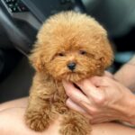Finn-male-Maltipoo-puppy-for-sale-1