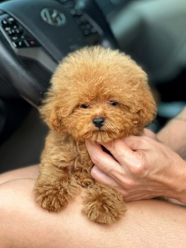 Finn Maltipoo Finn Maltipoo