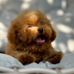 Finn-male-Maltipoo-puppy-for-sale-2