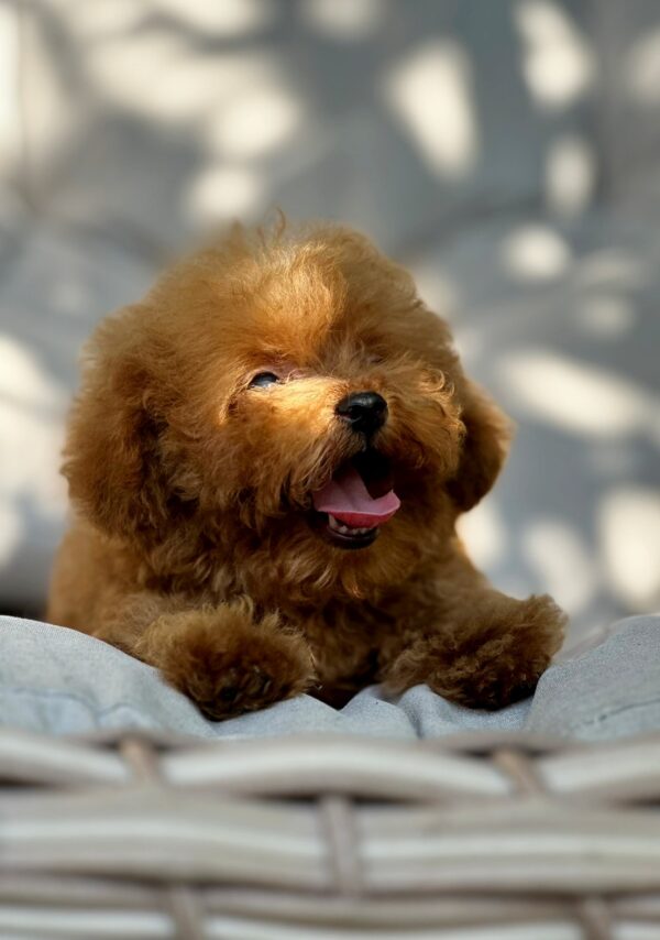 Finn Maltipoo Finn Maltipoo