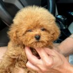Finn-male-Maltipoo-puppy-for-sale-3