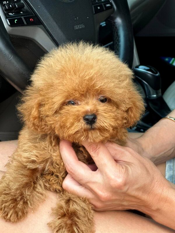 Finn Maltipoo Finn Maltipoo