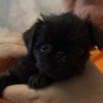 Francheska-female-brussels-griffon-puppy-for-sale-1 (1)