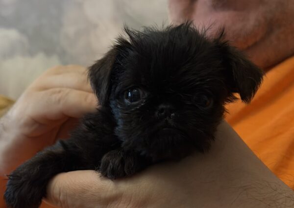 Francheska Brussels Griffon Francheska Brussels Griffon