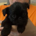 Francheska-female-brussels-griffon-puppy-for-sale-1 (2)