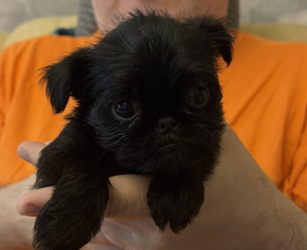 Francheska Brussels Griffon Francheska Brussels Griffon