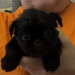 Francheska-female-brussels-griffon-puppy-for-sale-1 (3)