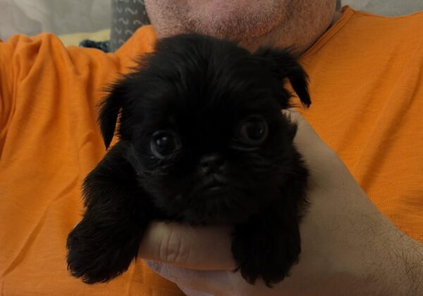 Francheska Brussels Griffon Francheska Brussels Griffon
