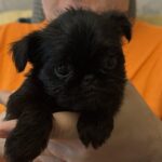 Francheska-female-brussels-griffon-puppy-for-sale-1 (4)
