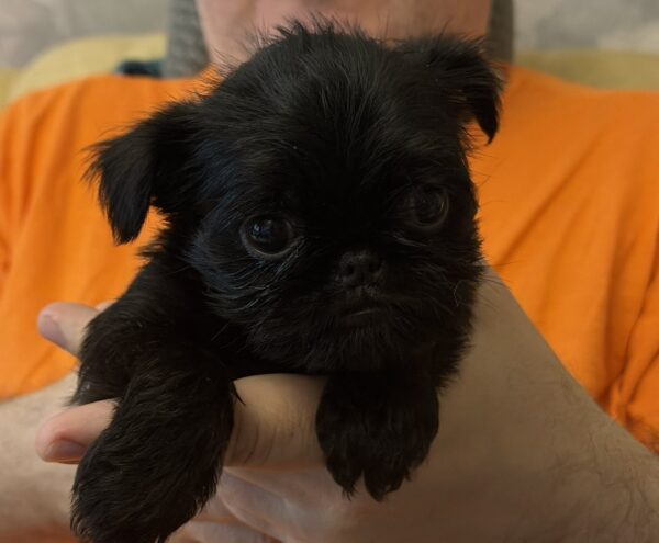 Francheska Brussels Griffon Francheska Brussels Griffon
