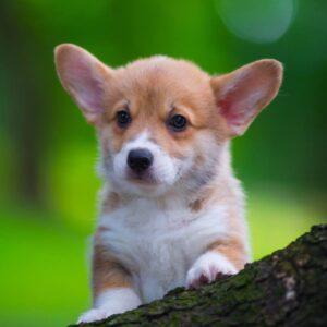 Gabby Welsh Corgi Gabby Welsh Corgi