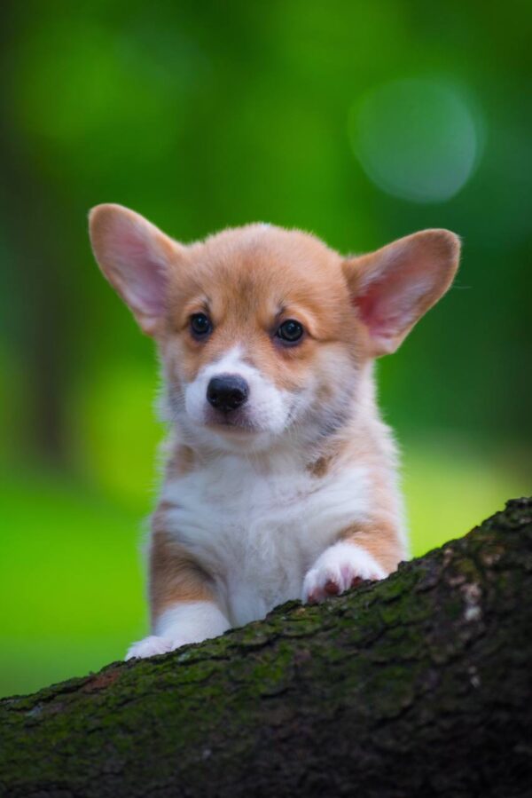 Gabby Welsh Corgi Gabby Welsh Corgi