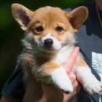 Gabby-female-welsh-corgi-puppy-for-sale-1 (2)