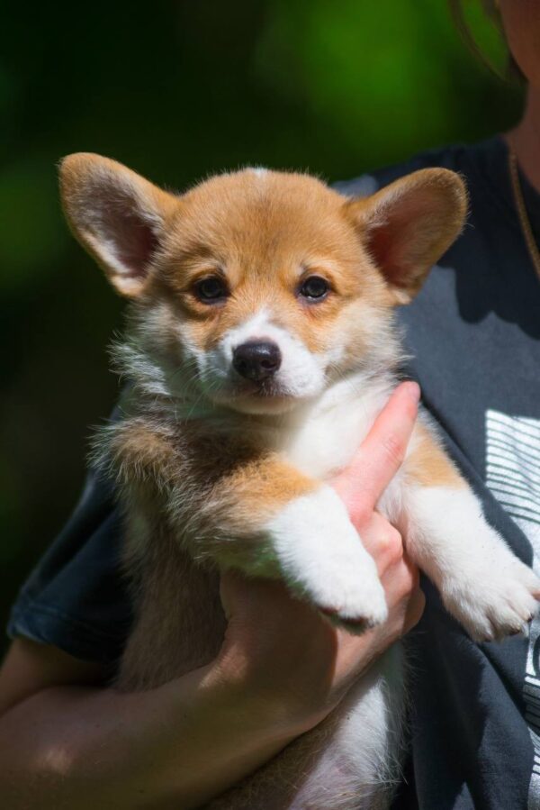 Gabby Welsh Corgi Gabby Welsh Corgi
