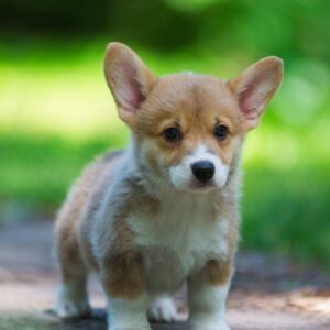 Gabby Welsh Corgi Gabby Welsh Corgi
