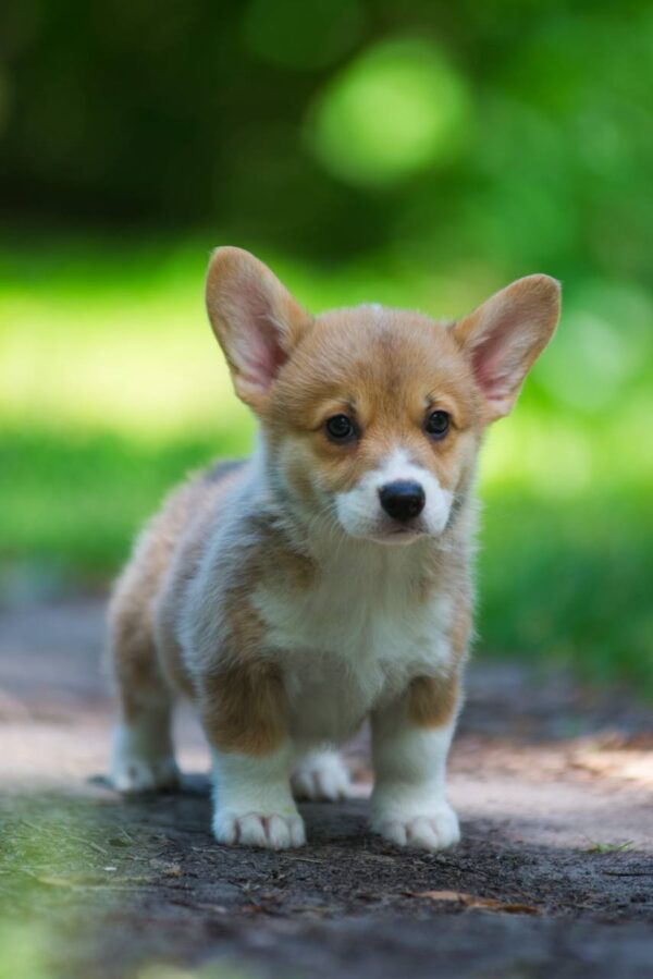 Gabby Welsh Corgi Gabby Welsh Corgi
