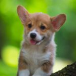 Gabby-female-welsh-corgi-puppy-for-sale-1 (4)
