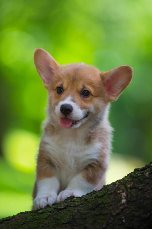 Gabby Welsh Corgi Gabby Welsh Corgi