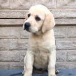 Gabriella-female-Labrador-Retriever-puppy-for-sale-1