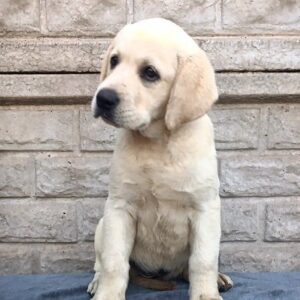 Gabriella Labrador Retriever Gabriella Labrador Retriever
