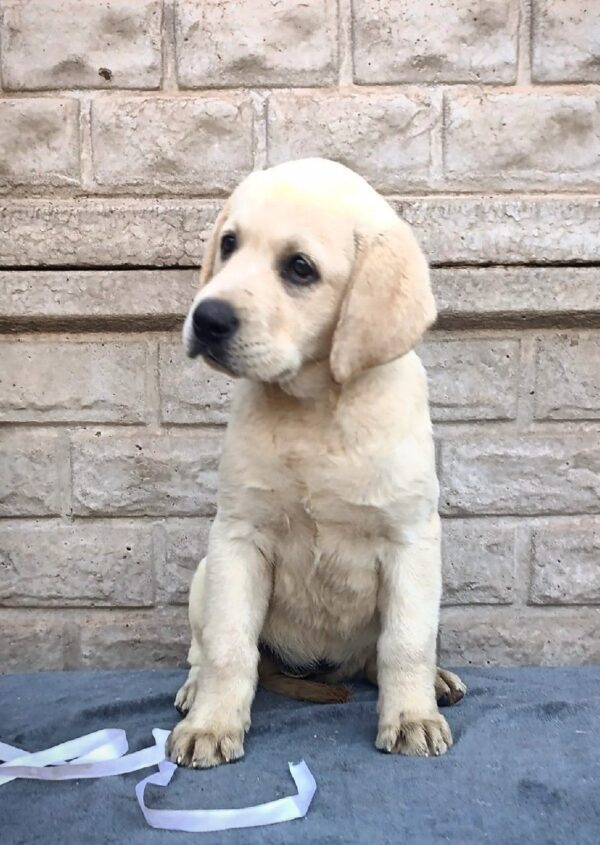 Gabriella Labrador Retriever Gabriella Labrador Retriever