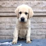 Gabriella-female-Labrador-Retriever-puppy-for-sale-2