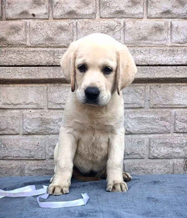 Gabriella Labrador Retriever Gabriella Labrador Retriever