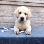 Gabriella-female-Labrador-Retriever-puppy-for-sale-3