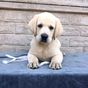 Gabriella Labrador Retriever Gabriella Labrador Retriever