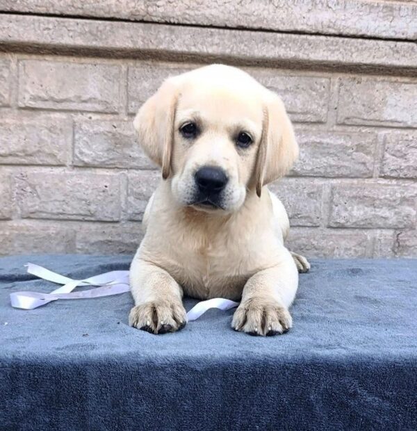 Gabriella Labrador Retriever Gabriella Labrador Retriever