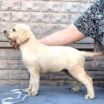 Gabriella-female-Labrador-Retriever-puppy-for-sale-4