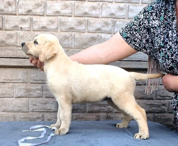 Gabriella Labrador Retriever Gabriella Labrador Retriever