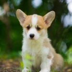 Gamma-female-welsh-corgi-puppy-for-sale-1 (1)