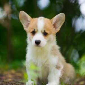 Gamma Welsh Corgi Gamma Welsh Corgi