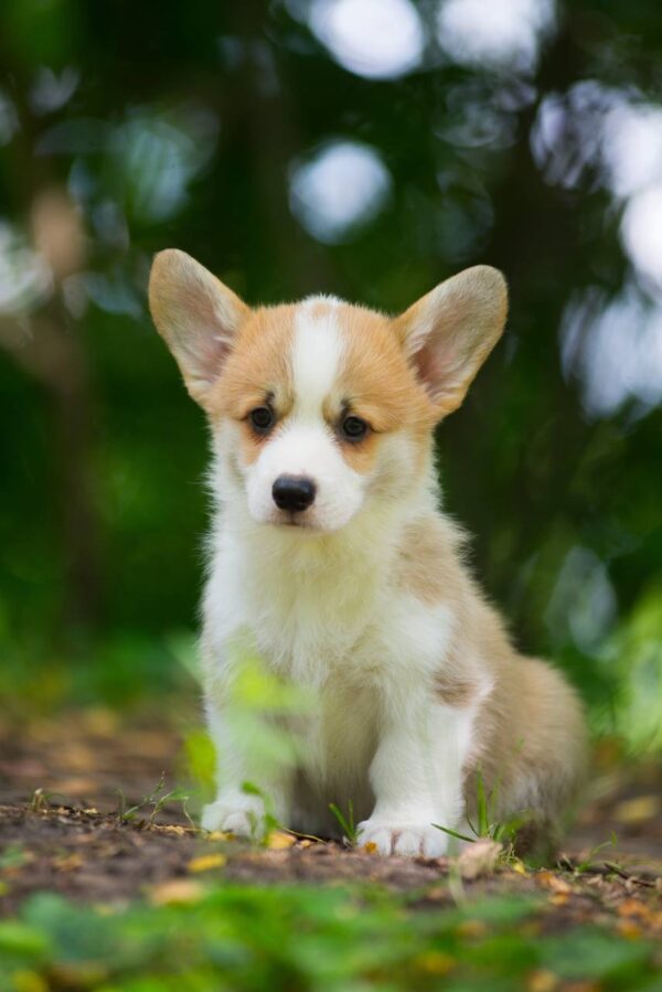 Gamma Welsh Corgi Gamma Welsh Corgi