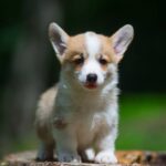 Gamma-female-welsh-corgi-puppy-for-sale-1 (2)
