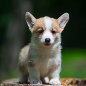 Gamma Welsh Corgi Gamma Welsh Corgi