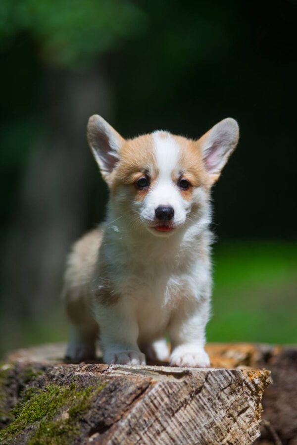 Gamma Welsh Corgi Gamma Welsh Corgi