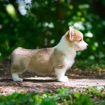 Gamma-female-welsh-corgi-puppy-for-sale-1 (3)
