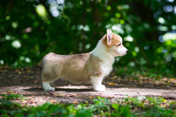 Gamma Welsh Corgi Gamma Welsh Corgi