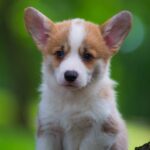 Gamma-female-welsh-corgi-puppy-for-sale-1 (4)