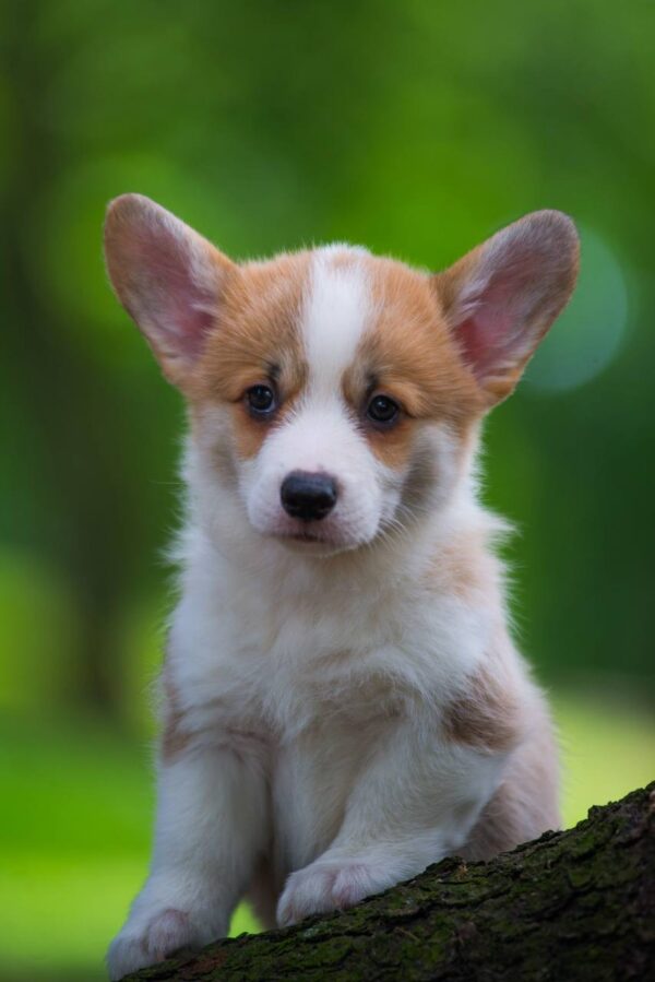 Gamma Welsh Corgi Gamma Welsh Corgi