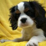 Gardi-male-Cavalier-King-Charles-Spaniel-puppy-for-sale-1 (1)