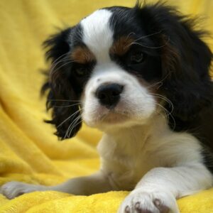 Gardi Cavalier King Charles Spaniel Gardi Cavalier King Charles Spaniel