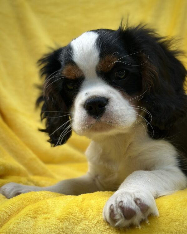 Gardi Cavalier King Charles Spaniel Gardi Cavalier King Charles Spaniel