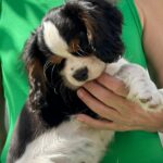 Gardi-male-Cavalier-King-Charles-Spaniel-puppy-for-sale-1