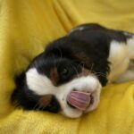 Gardi-male-Cavalier-King-Charles-Spaniel-puppy-for-sale-1 (2)