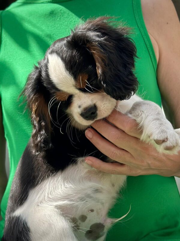 Gardi Cavalier King Charles Spaniel Gardi Cavalier King Charles Spaniel