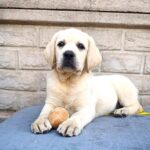 Genevieve-female-Labrador-Retriever-puppy-for-sale-1